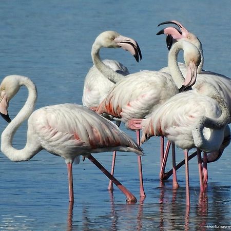 Flamingo'S Bay 호텔 코호이우스 외부 사진
